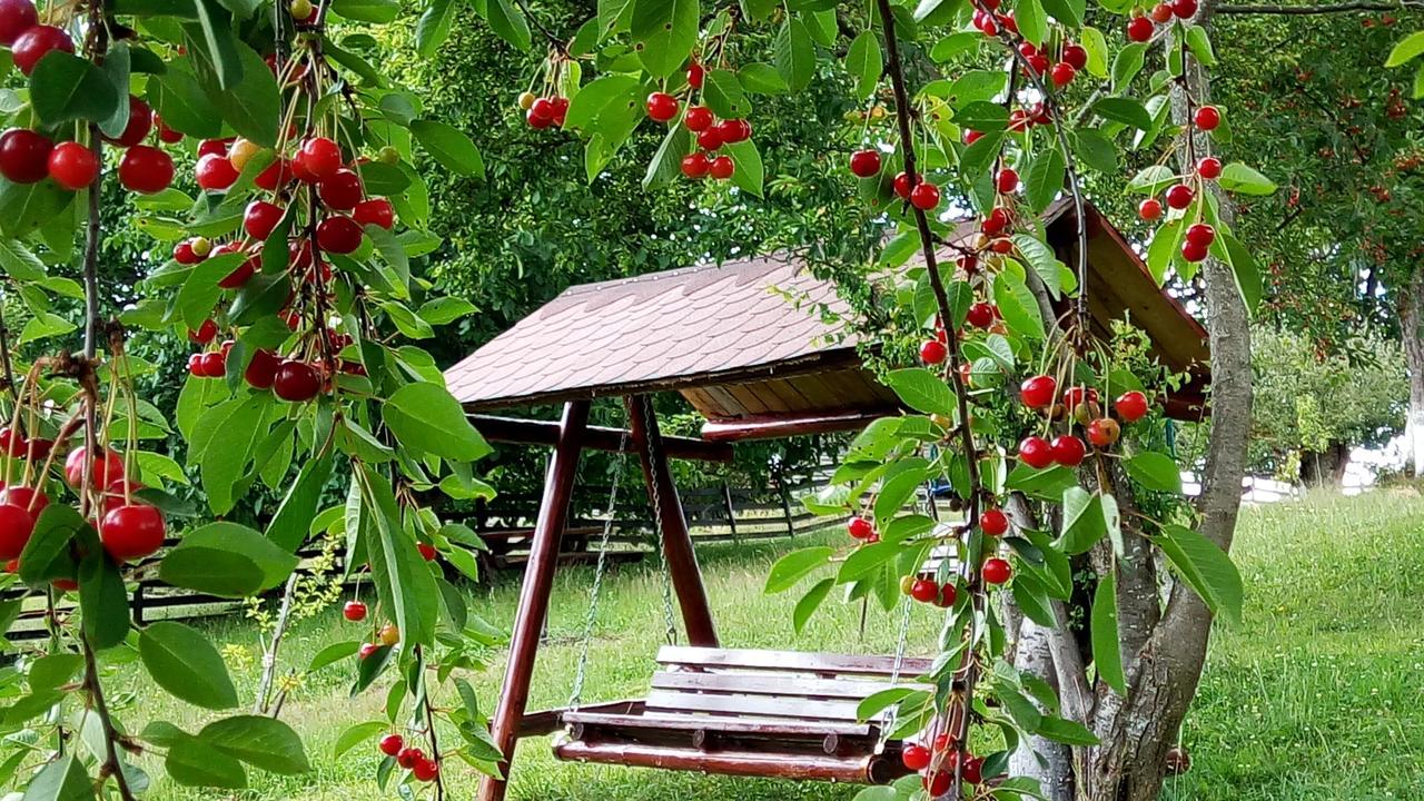Pensiunea Tabacaru 페스테라 외부 사진